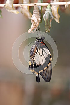 Butterfly hatching out