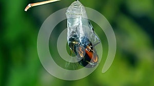 Butterfly hatching out of pupa, metamorphosis become beautiful butterflies