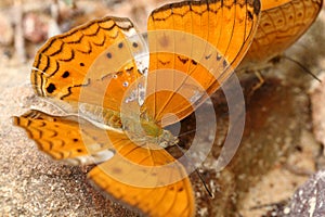 Butterfly have big orange wing eating salt on ground