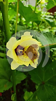 Butterfly having its rewards from flower