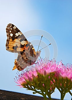 Butterfly Having Lunch