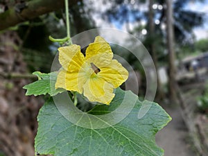 Butterfly having lunch on a pumpkin flower