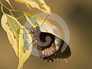 Butterfly heart of cattle on yellow leaf