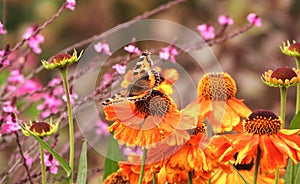 Butterfly on a Helenium bloom.