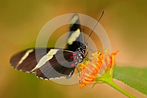 Butterfly Heliconius cydno galanthus, in nature habitat. Nice insect from Costa Rica in the green forest. Butterfly sitting on the