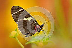 Butterfly Heliconius cydno galanthus, in nature habitat. Nice insect from Costa Rica in the green forest. Butterfly sitting on the