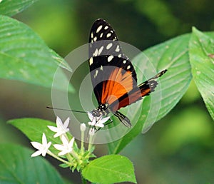Butterfly Heliconius Hacale zuleikas in Costa Rica mariposa naranja