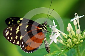 Butterfly Heliconius Hacale zuleikas in Costa Rica mariposa naranja