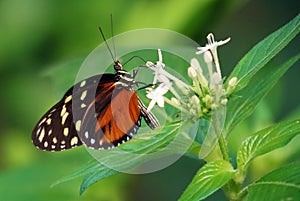 Butterfly Heliconius Hacale zuleikas in Costa Rica mariposa naranja