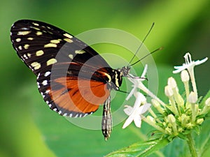 Butterfly Heliconius Hacale zuleikas in Costa Rica mariposa naranja