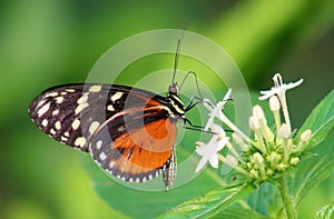 Butterfly Heliconius Hacale zuleikas in Costa Rica mariposa naranja