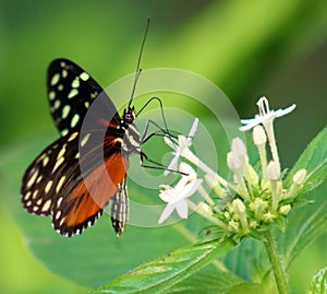 Butterfly Heliconius Hacale zuleikas in Costa Rica mariposa naranja