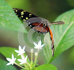 Butterfly Heliconius Hacale zuleikas in Costa Rica mariposa naranja