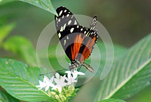 Butterfly Heliconius Hacale zuleikas in Costa Rica mariposa naranja