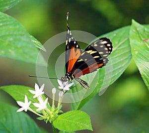 Butterfly Heliconius Hacale zuleikas in Costa Rica mariposa naranja photo