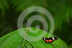 Butterfly Heliconius Hacale zuleikas, in nature habitat. Nice insect from Costa Rica in the green forest. Butterfly sitting on the