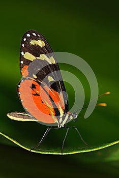 Butterfly Heliconius Hacale zuleikas, in nature habitat. Nice insect from Costa Rica in the green forest. Butterfly sitting on the