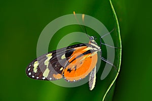 Butterfly Heliconius Hacale zuleikas, in nature habitat. Nice insect from Costa Rica in the green forest. Butterfly sitting on the