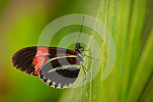 Butterfly Heliconius melpomene, in nature habitat. Nice insect from Costa Rica in the green forest. Butterfly sitting on the leave