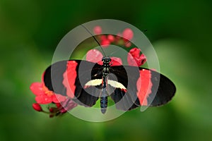 Butterfly Heliconius melpomene, in nature habitat. Nice insect from Costa Rica in the green forest. Butterfly sitting on the leave