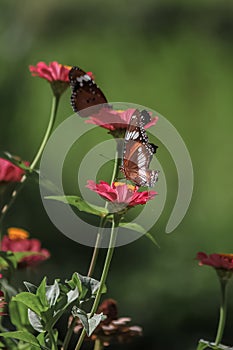 butterfly with her favorite flower