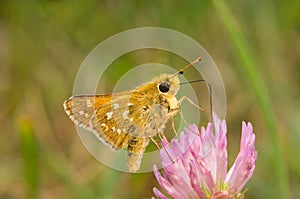 Butterfly Hesperia Comma drinks nectar from a flower of clover photo