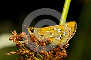 Butterfly Hesperia Comma sitting on grass photo