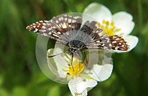 Butterfly hesperiidae syrichtus at flower photo