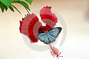 Butterfly on hibiscus photo