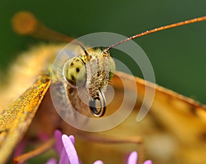 Butterfly The High brown fritillary, argynnis adippe in macro