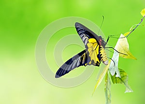 Butterfly holding on the leaf and green natural backgro