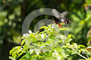 A butterfly holding on leaf of tree in natural forest
