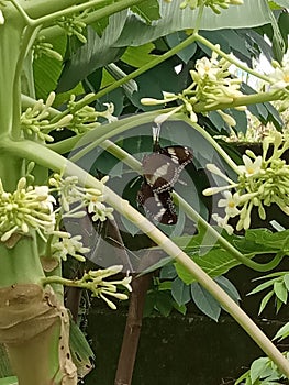 the butterfly hovers among the papaya tree flowers