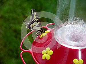 Butterfly on a Hummingbird Feeder