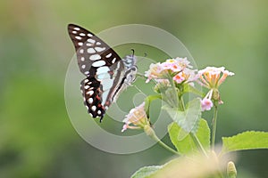 Butterfly hunter nectar morning sunshine