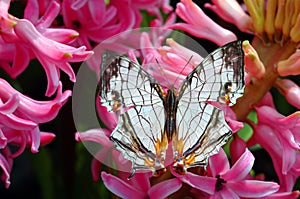 Butterfly on Hyacinths Flowers