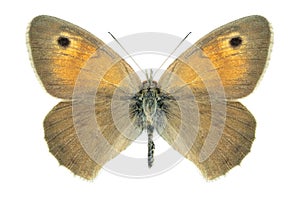 Butterfly Hyponephele difficilis