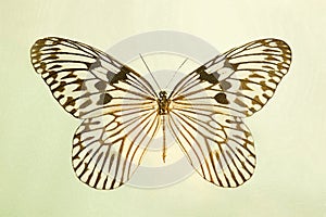 Butterfly Idea idea watercolor graphic illustration