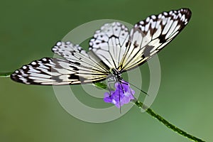 Butterfly (Idea Leuconoe)