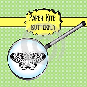 Butterfly Idea Leuconoe. Paper Kite . Sketch of