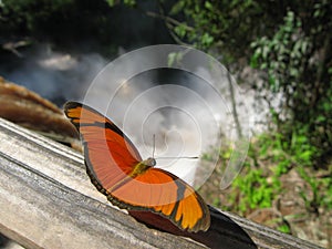 Butterfly, Iguazu Falls photo