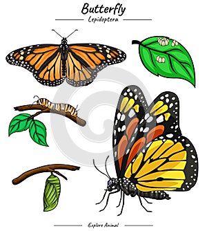 Butterfly illustration bundle