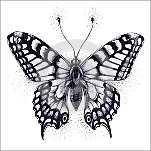 Butterfly illustration. Vector tattoo butterfly. Symbol of soul, immortality, rebirth and resurrection. photo