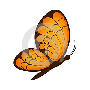 Butterfly. Image of a beautiful orange butterfly, side view. A bright moth. Vector illustration isolated on a white