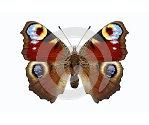 Butterfly. Inachis io photo