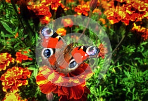 Butterfly Inachis io at beautiful flower tagete photo