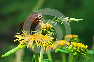 Butterfly Inachis io on the flower Inula helenium photo