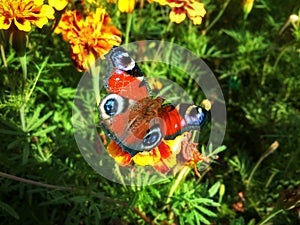 Butterfly Inachis io at flower tagete photo