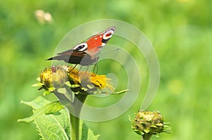 Butterfly Inachis io with lady bug on the flower Inula helenium photo