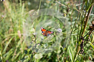 Butterfly Inachis io is sitting on flower